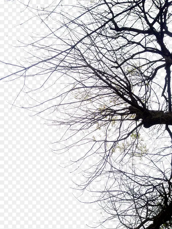 合成黑色冬天的树木摄影
