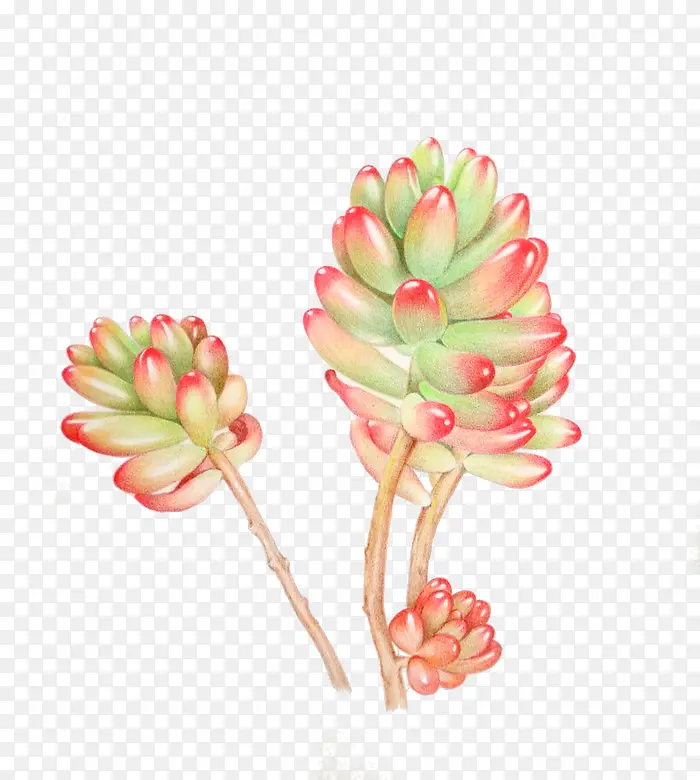 植物