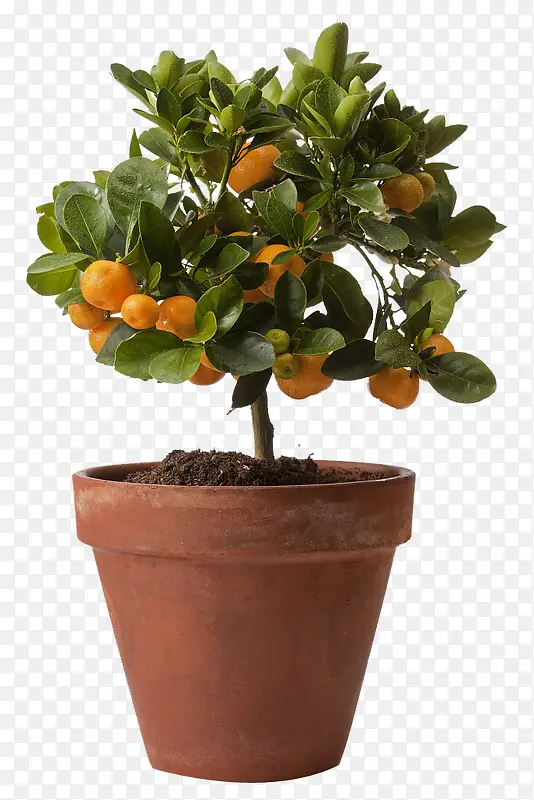 橘树盆栽下载