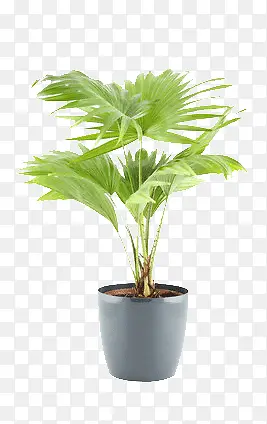 一盆绿色植物