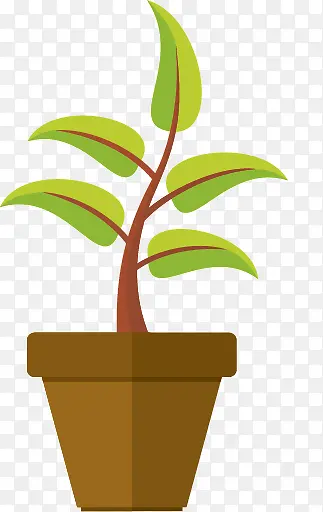 绿色盆栽植物