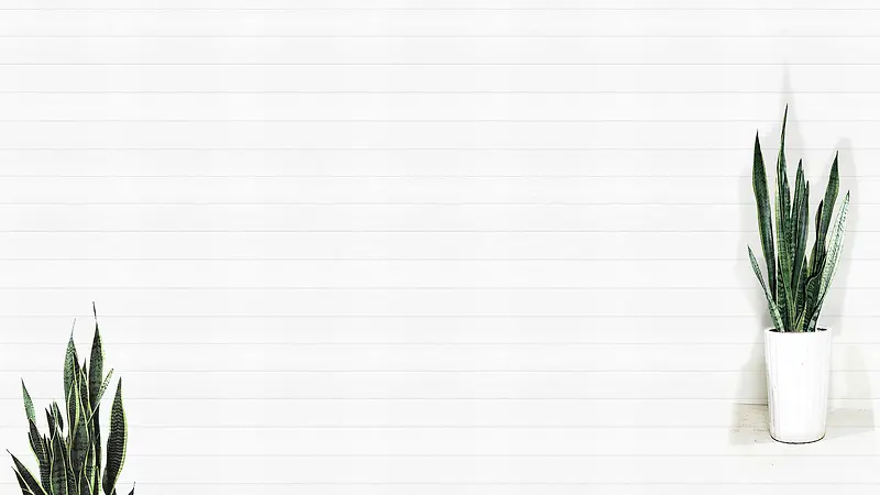 淘宝海报白色简约绿色盆栽图