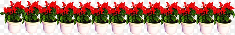 花盆盆栽红色小花朵