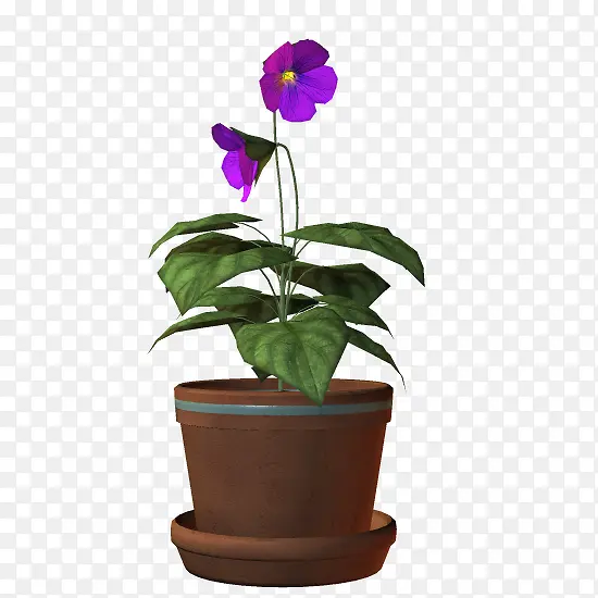 盆栽紫色小花