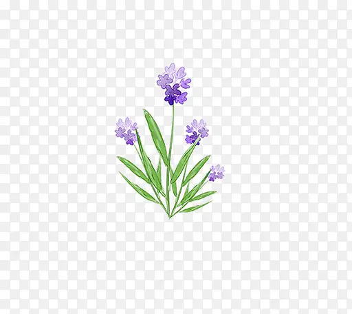 手绘紫色的薰衣草
