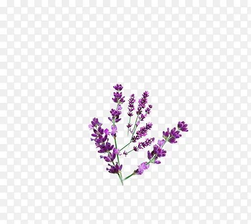 紫色小清新薰衣草