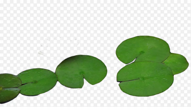 绿色荷叶