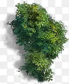 绿色植物PNG图片素材下载_图片编号10016137-PNG素材网
