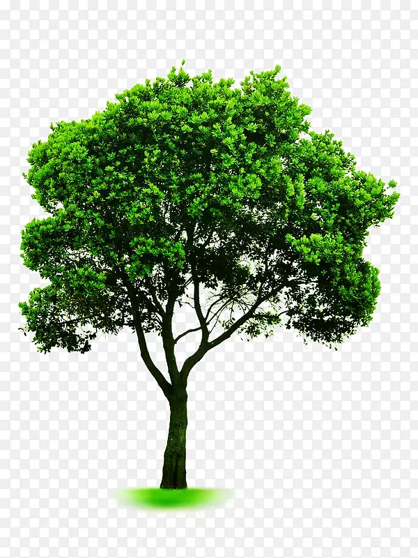 绿叶桉树图片素材