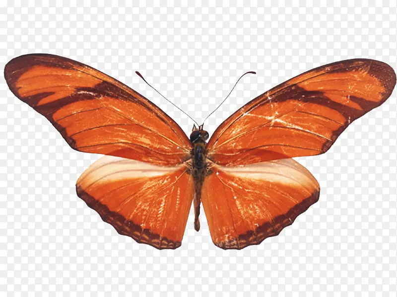 橙色漂亮蝴蝶
