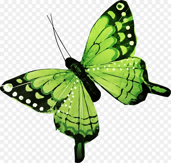 绿色斑纹花纹蝴蝶