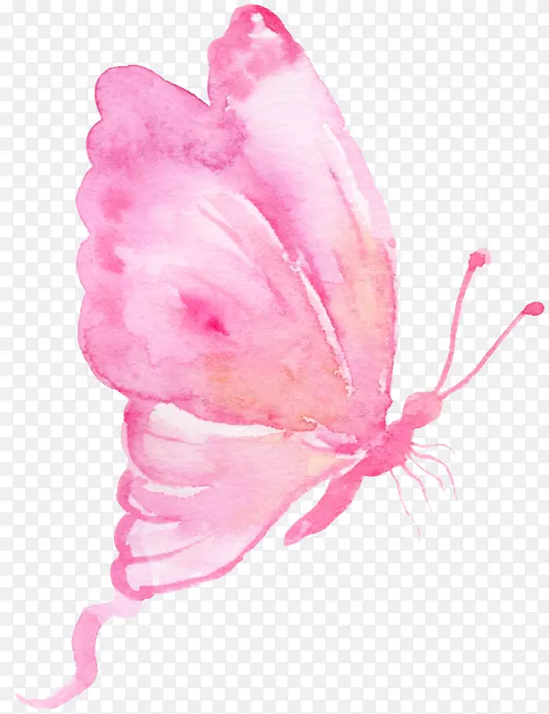 粉色的蝴蝶