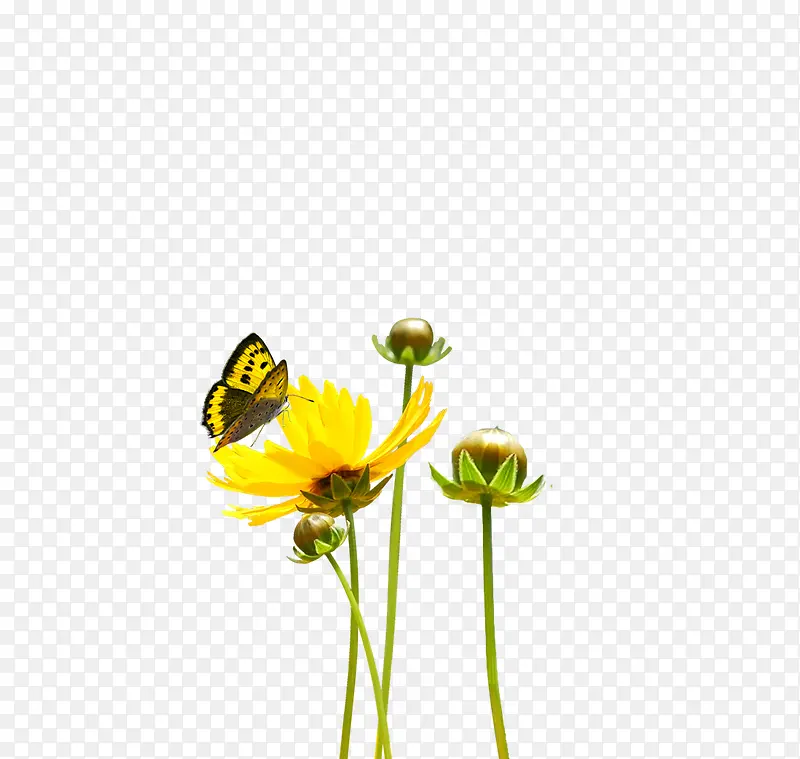 黄色小花蝴蝶
