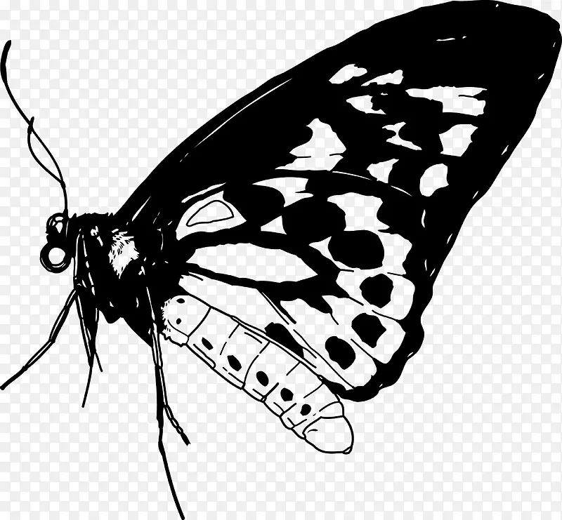 黑色创意手绘蝴蝶