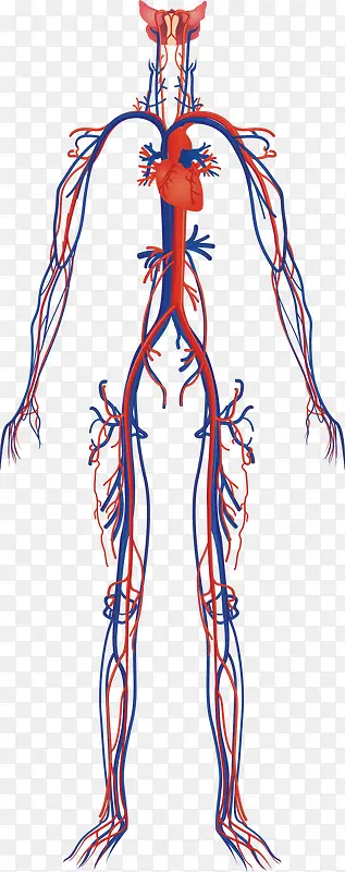 人体血管