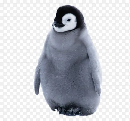 企鹅幼崽