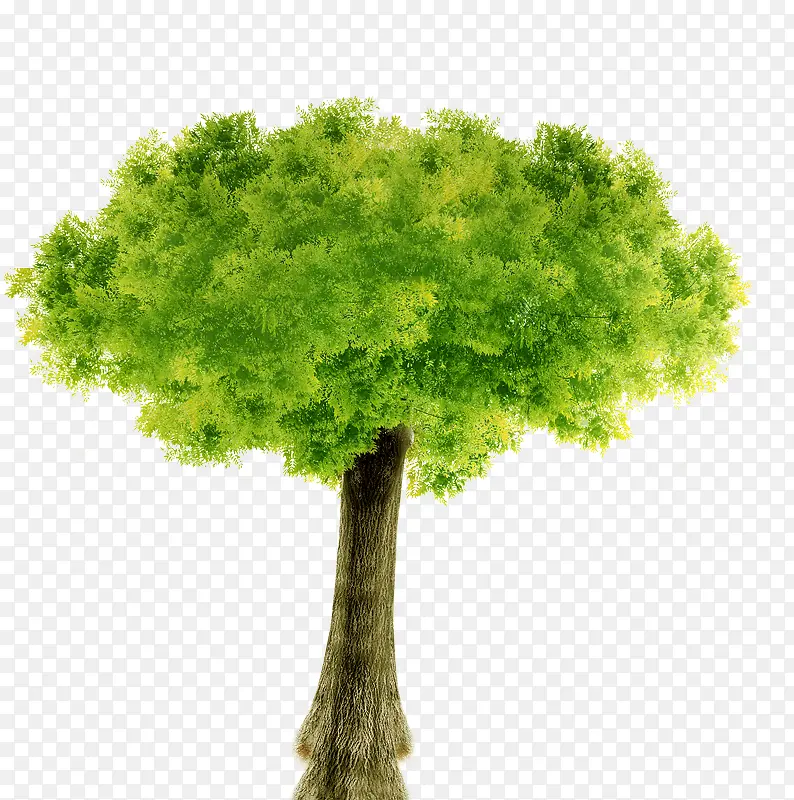 绿色树木