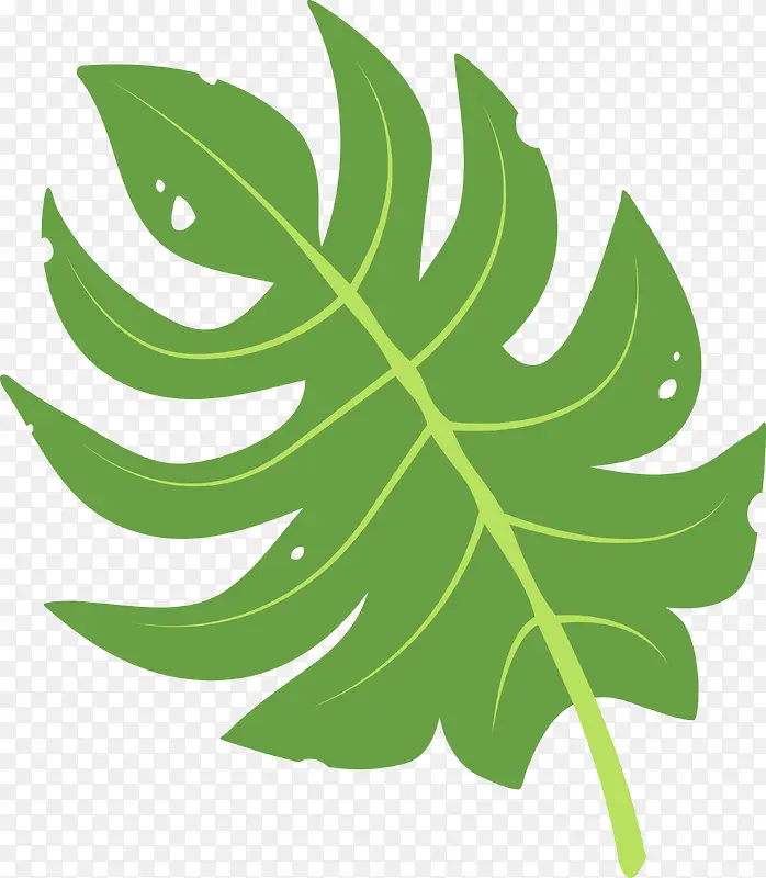 绿色热带植物棕榈叶