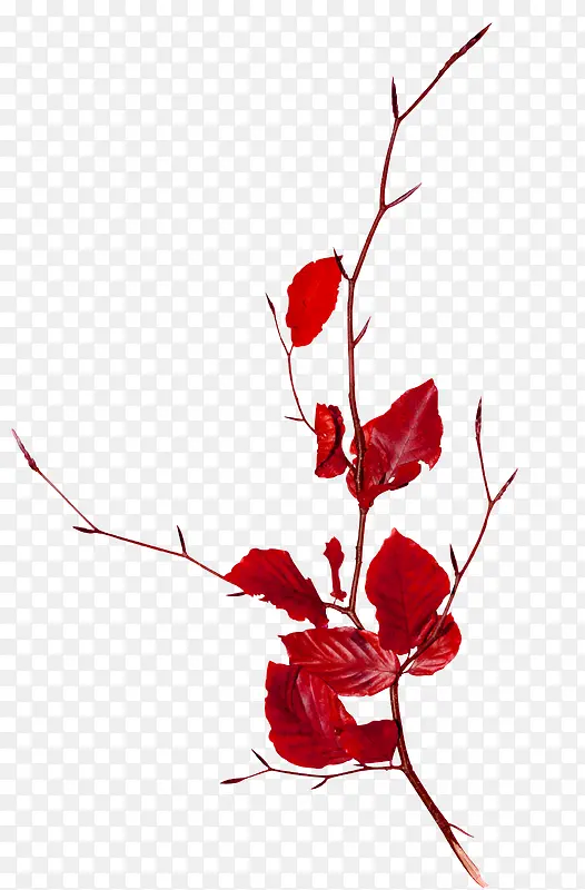 红色树叶装饰