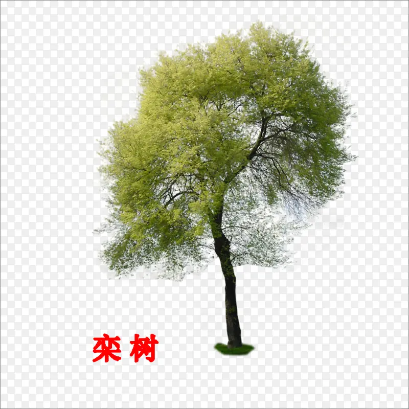 栾树PNG图片素材下载_图片编号10028347-PNG素材网
