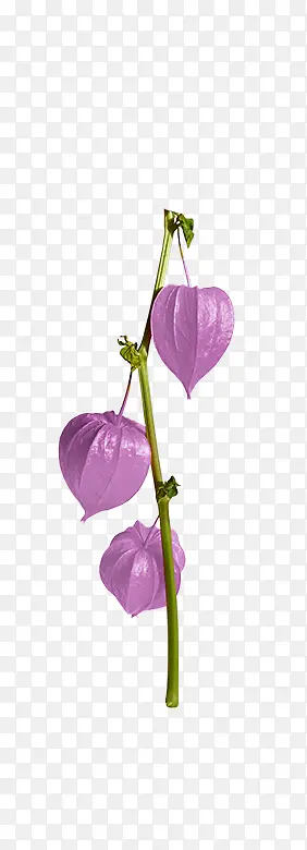 灯笼紫花