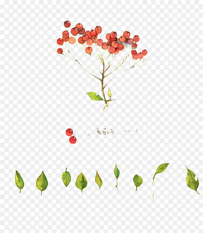 水彩植物