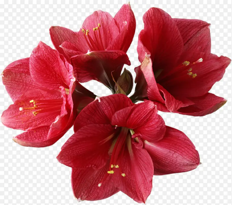 花卉标签花草线描