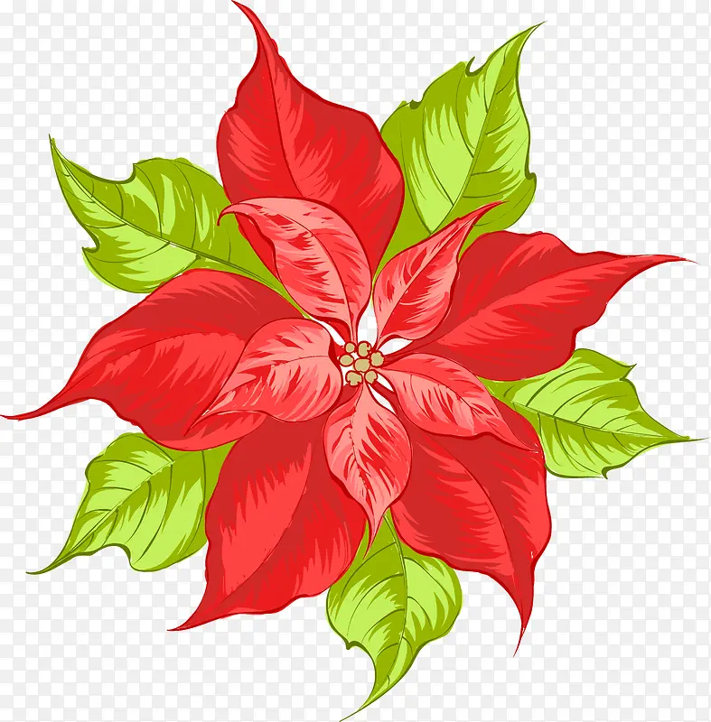 手绘水彩红色花卉
