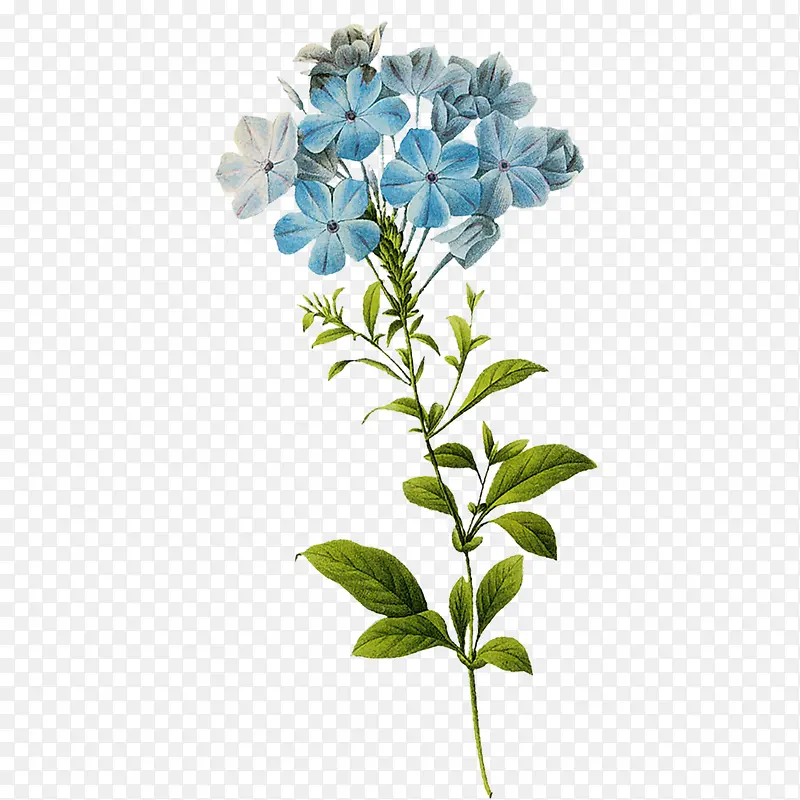 手绘水彩蓝色花卉装饰图案