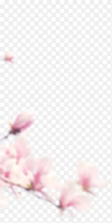 花卉