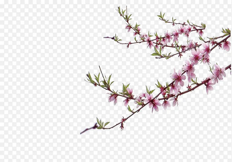 桃花