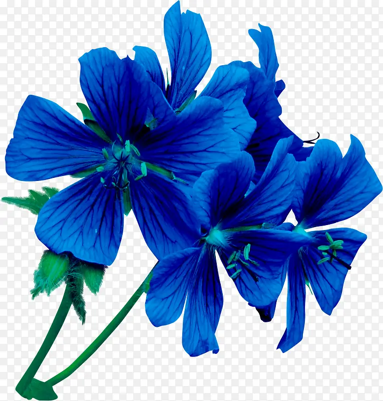 花卉