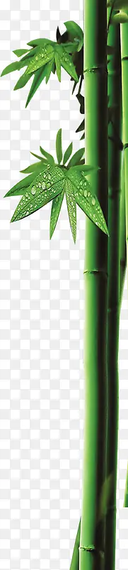 竹子，绿色，淘宝素材