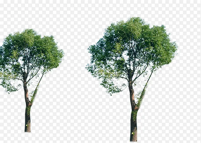 绿色树木主页装修