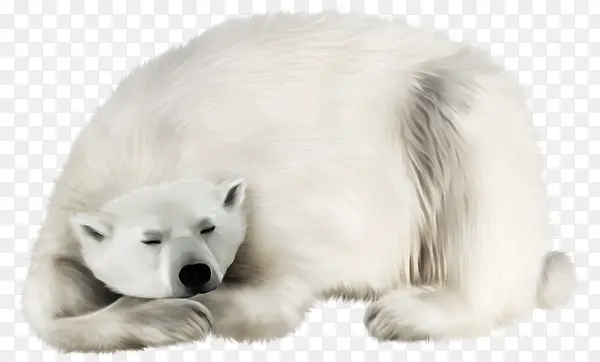 手绘睡觉的北极熊