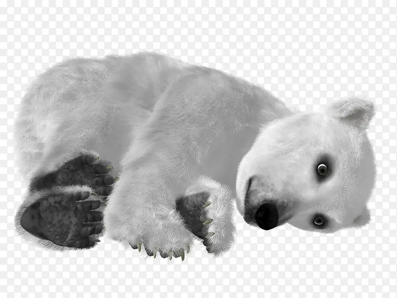 白色的北极熊