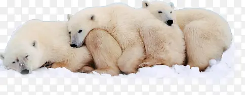 在一起取暖的北极熊