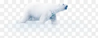 高清摄影白色的北极熊