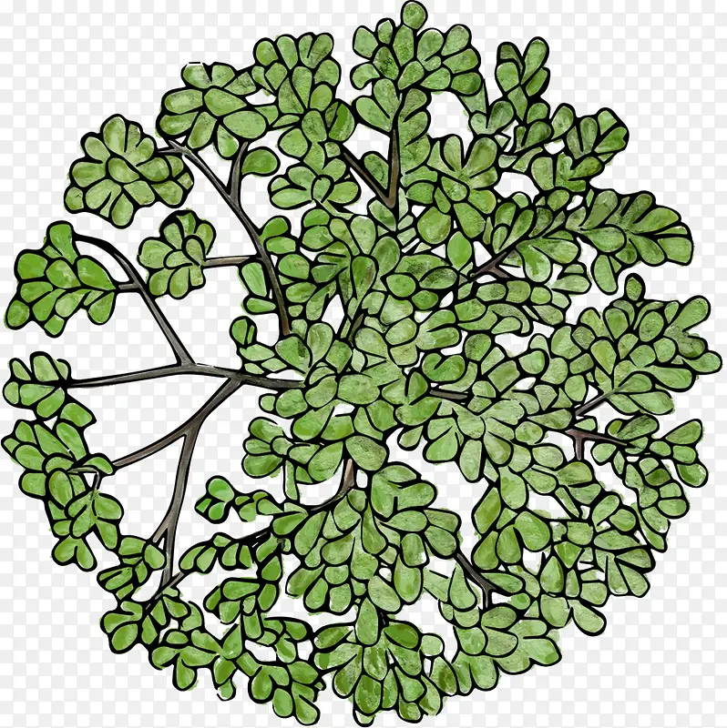 手绘植物