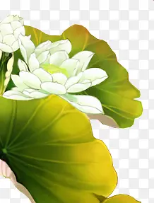 手绘绿色荷叶白色莲花