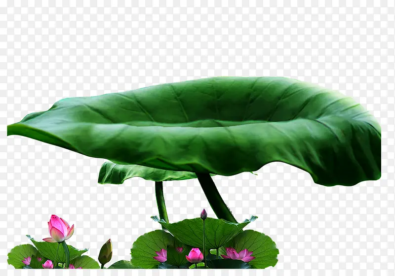 荷叶