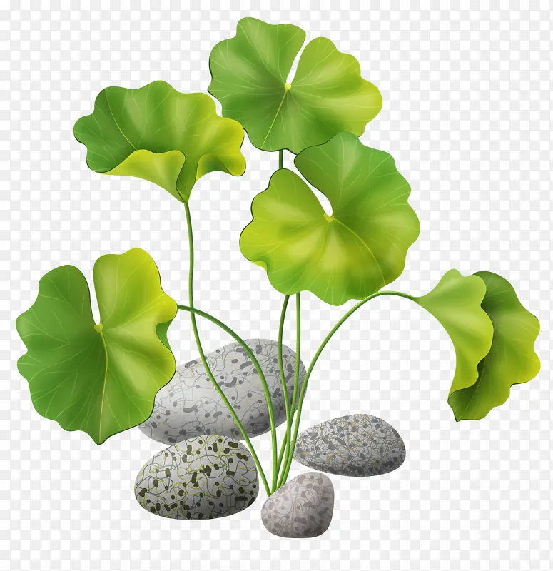 植物荷叶图案PNG图片素材下载_图片编号10058998-PNG素材网