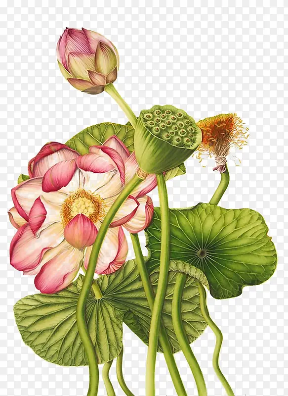 荷花