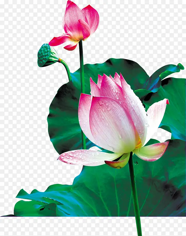 夏季荷花荷叶素材