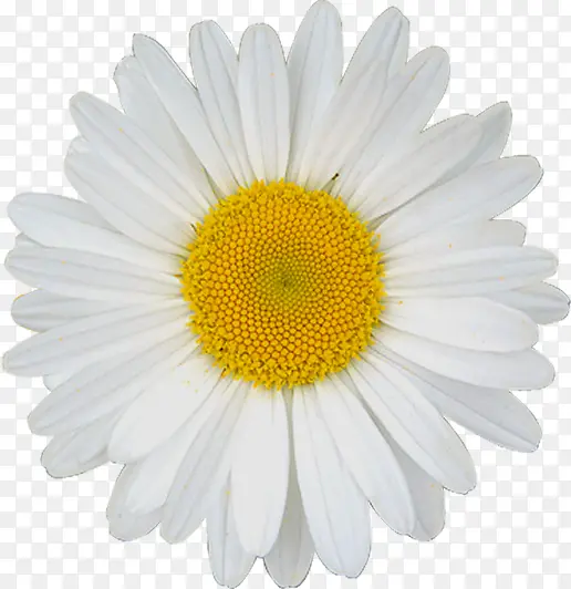 摄影白色海报花朵