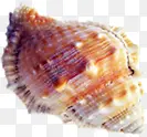摄影海边沙滩贝壳效果图