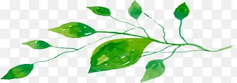 摄影手绘绿色树叶植物