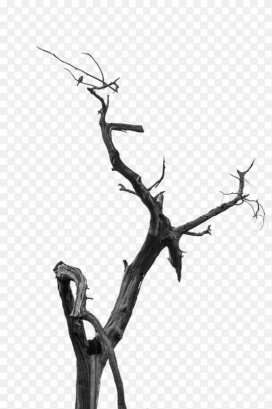 树枝PNG图片素材下载_图片编号10076516-PNG素材网