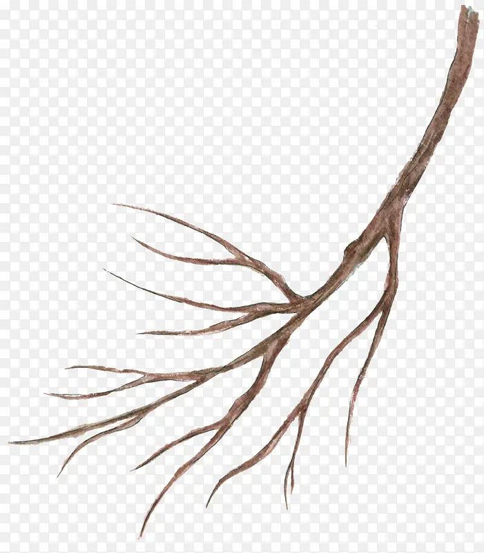 手绘的树枝