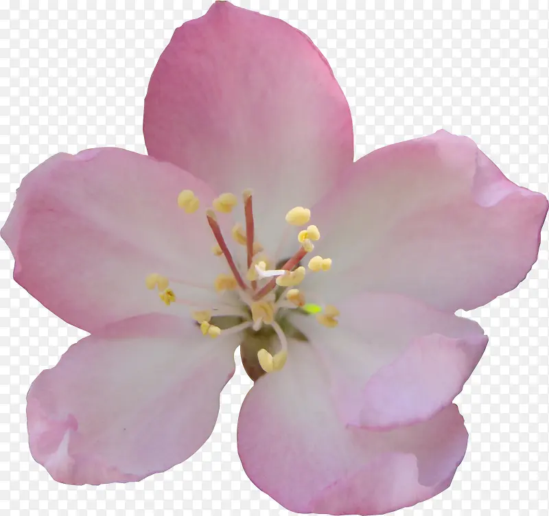 春季粉色樱花花朵